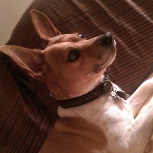 Meet your Posher, Annie